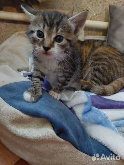 Кошки в добрые руки бесплатно