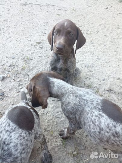 Щенки курцхаара