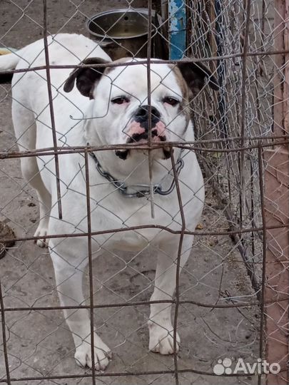 Американский бульдог вязка