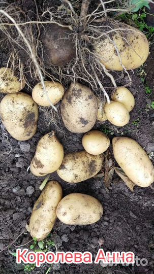 Посадочный картофель 3 репродукция по сортам