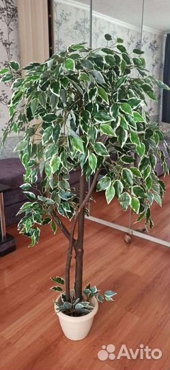 Искусственное дерево. Фикус Бенджамина