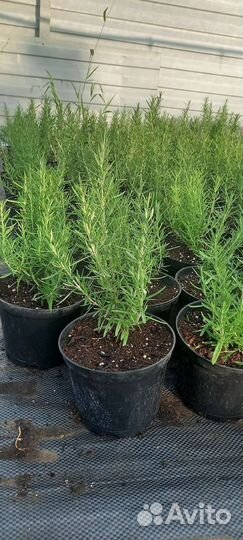 Розмарин кустовой