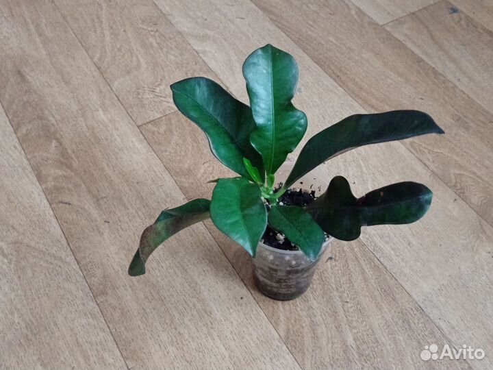 Кротон Вилма