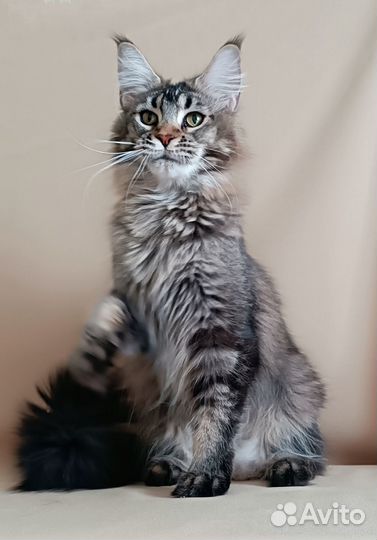 Белая кошка в дар