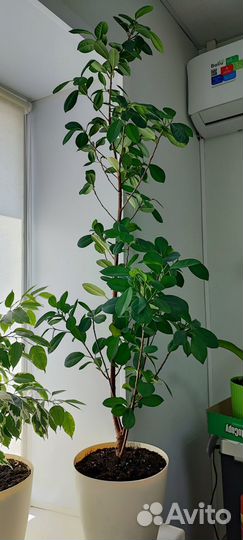 Фикус Мокламе