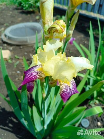 Ирисы бородатые сортовые