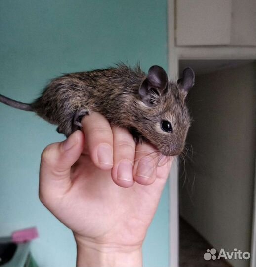 Дегу. Малыши. Клетки, Доставка