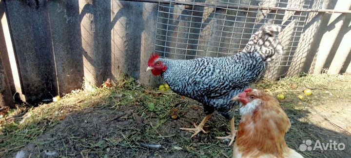 Петушки амрокс (6апреля вывод) и ухейиюль