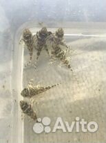 L- сомы, лорикарии, стурисомы,коридорасы