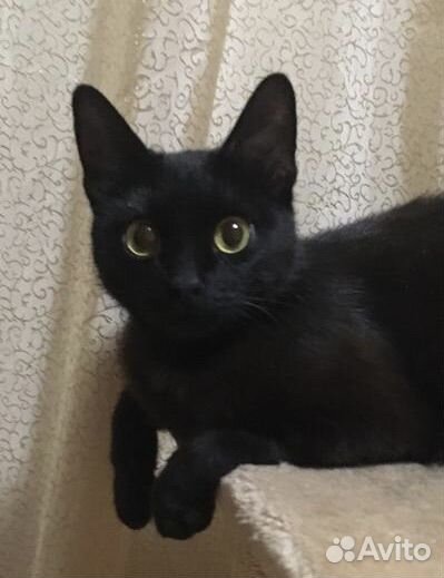 Котенок девочка ищет дом