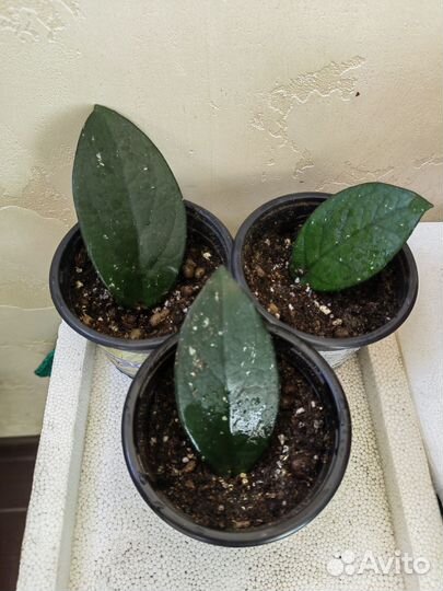 Хойя карноза