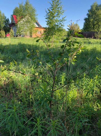 Участок 10 сот. (ИЖС)