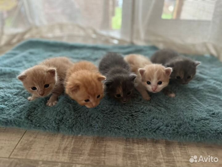 Котята в добрые руки