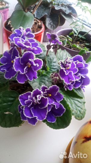 Фиалка Прекрасная креолка. Продам деток