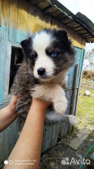 Щенки хаски