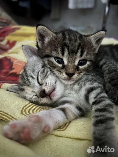 Кошка в дар