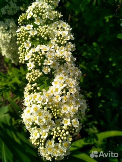 Кустарники декоративные