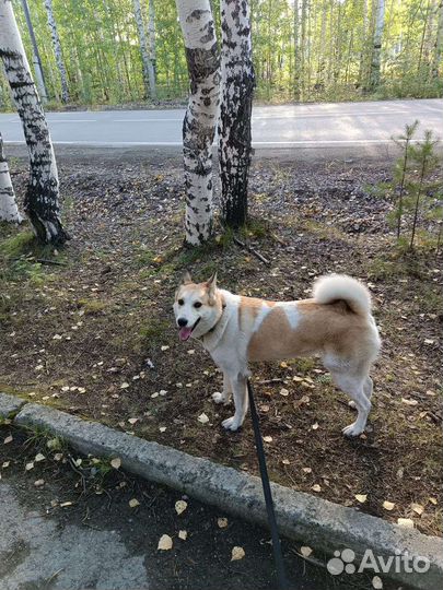Лайка