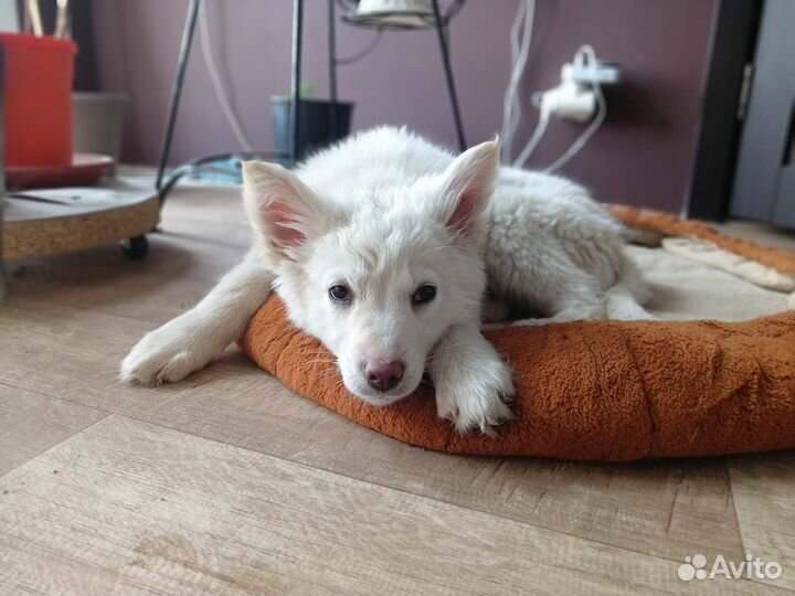 Щенки в добрые руки