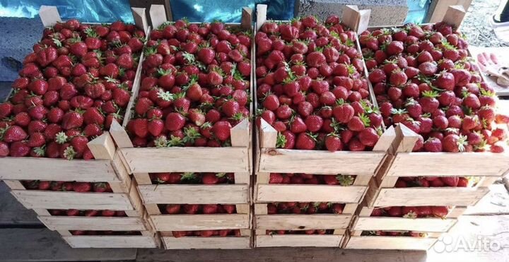 Клубника свежая Краснодарская