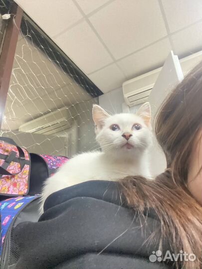 Котята в добрые руки бесплатно