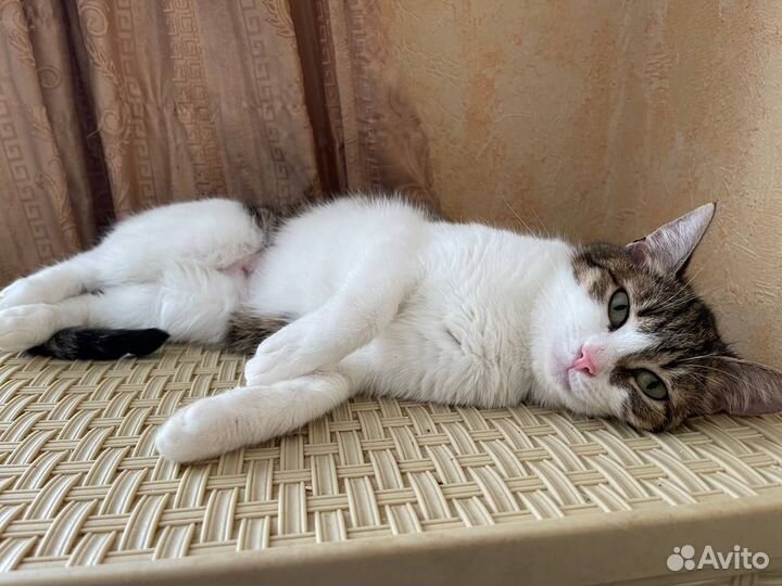 Добрая и нежная Полумна ищет дом