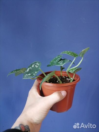 Сциндапсус пиктус