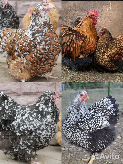 Инкубационное яйцо элитных пород