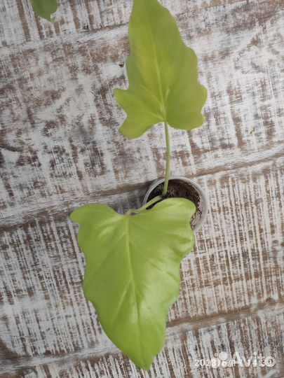 Филодендрон Варшевича Голд Сатин