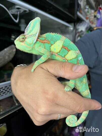 Йеменский хамелеон