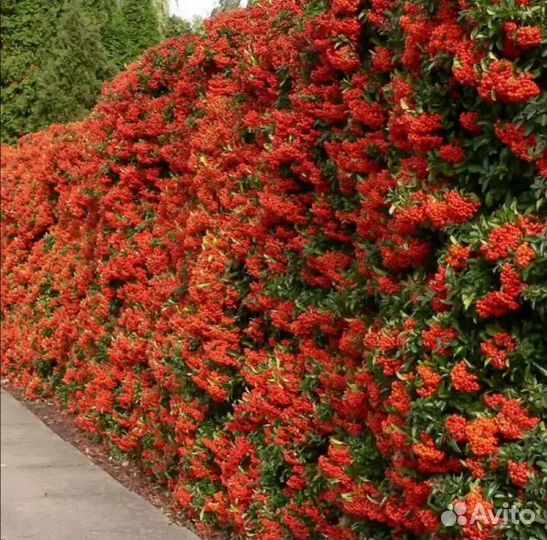 Пираканта 4 сорта