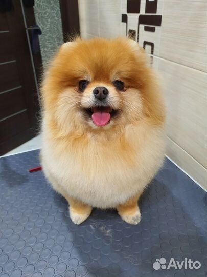 Стрижка собак груминг