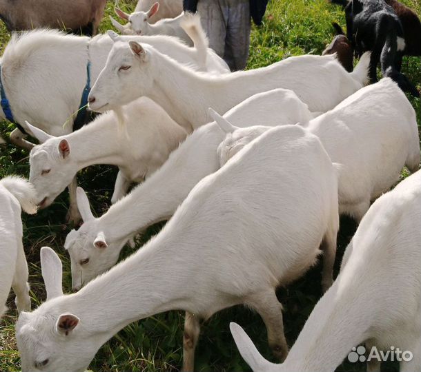 Зааненские дойные козы, козел