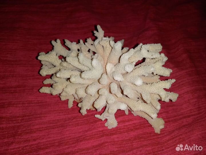Натуральный коралл