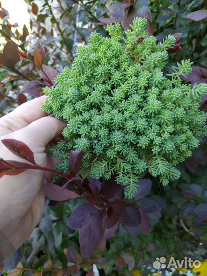 Очиток почвопокровный. Молодило, каменная роза