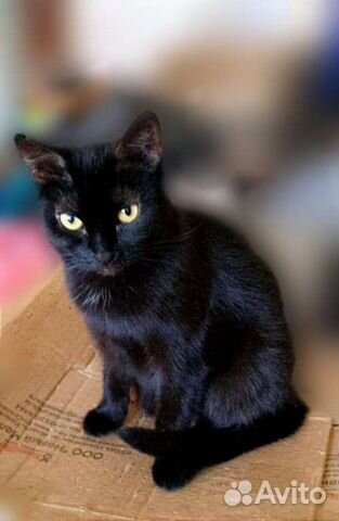 Невероятно ласковая кошечка Софа ищет дом