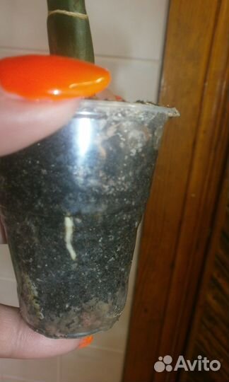 Диффенбахии Аврора и Дракон Скейл