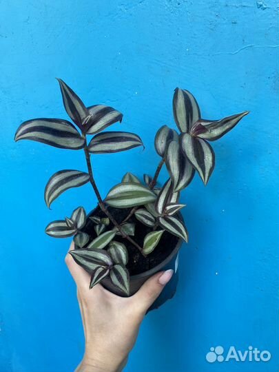 Традесканция альба зебрина квадриколор