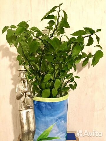 Педилантус