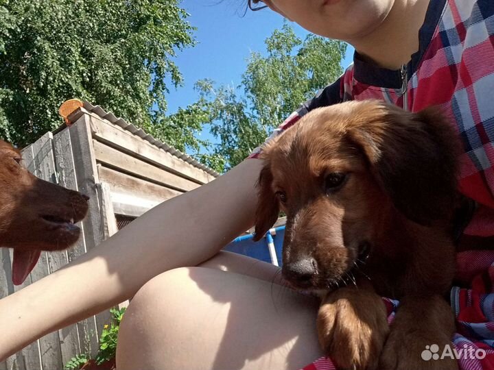 Собака в добрые руки отдам бесплатно