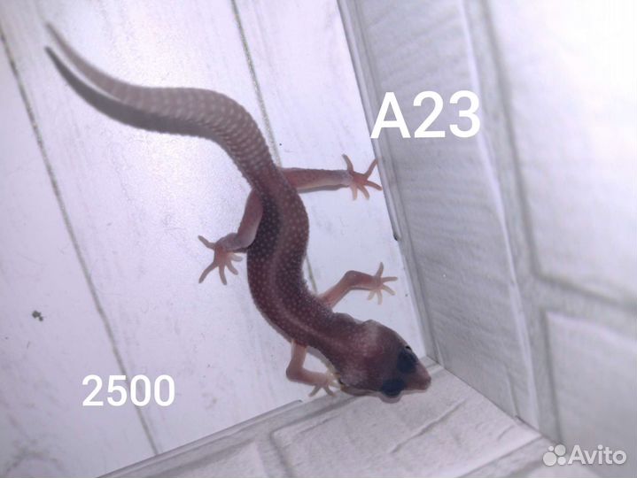 Эублефары, леопардовый геккон, ящерица