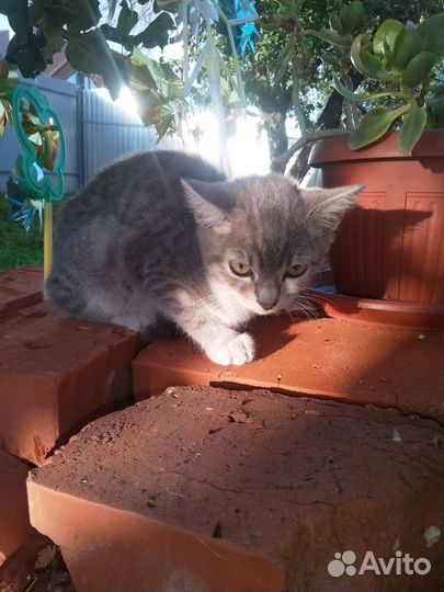 Кто нибудь помогите которебенку