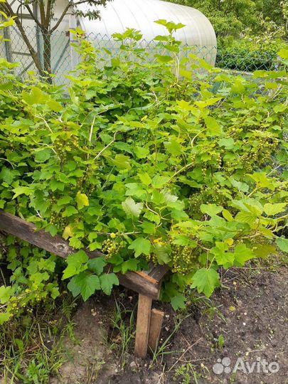 Саженцы ежевики,крыжовника,черной смородины и мали