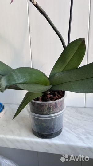 Орхидея фаленопсис Beaumont