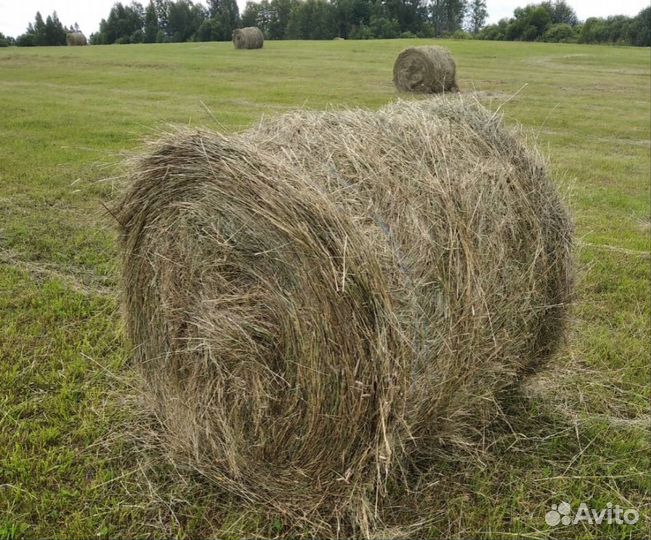 Сено в рулонах