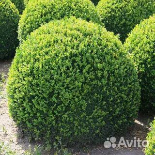 Самшит (буксус)