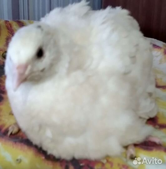 Инкубационное яйцо