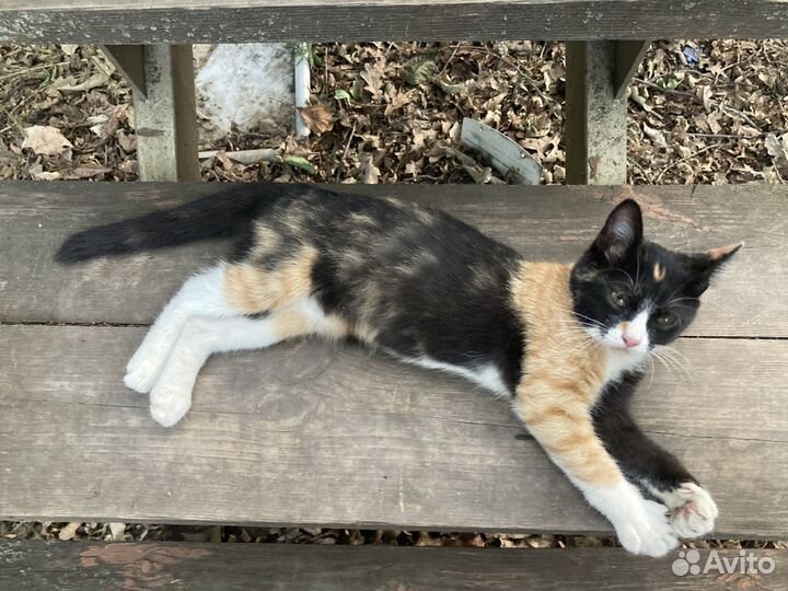 Котенок в добрые руки (девочка)