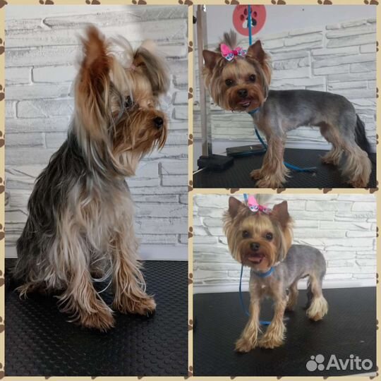 Грумер. Стрижка животных