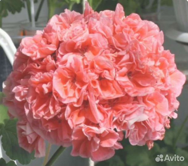 Домашние цветы